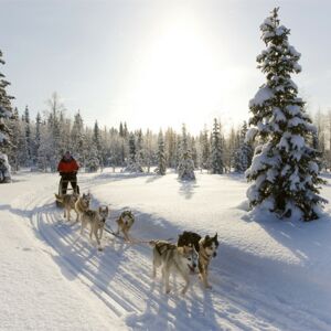 Winter holiday: amazing husky dog sledding tours