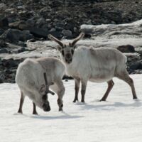 © Nordspitzbergen