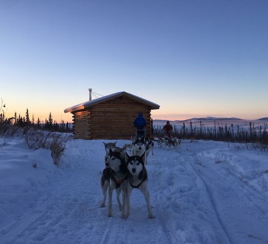 Husky-Abenteuer in der Wildnis Alaskas © arctic dog adventure co
