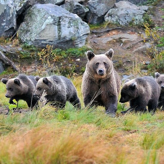 bear_centre_autumn4-rwfkt4ntrafwpeq.jpg