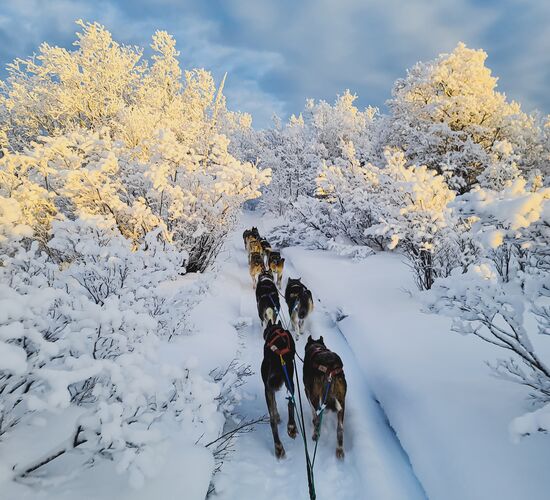 Short break with huskies in the Yukon © 23 24