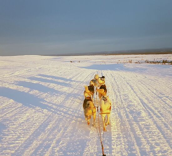 Back to Nature with Huskies and Reindeer © arctic hearts