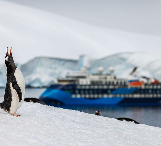 Antarktis intensiv - Falklandinseln, Südgeorgien & Polarkreis © ship ocean victory