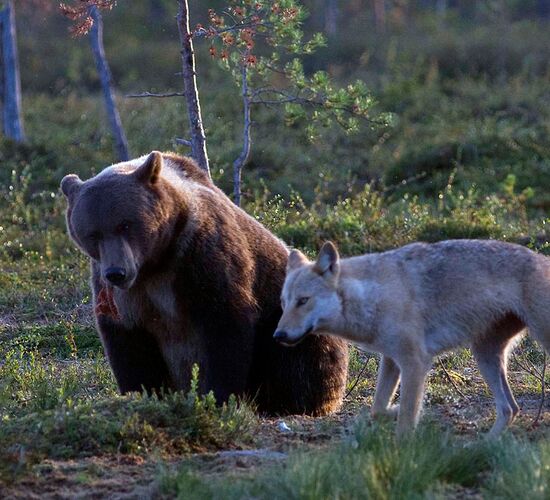 Finnische Wildniswoche mit Bärenbeobachtung