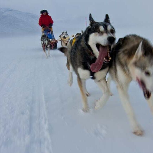 Dogsledding adventure and northern lights