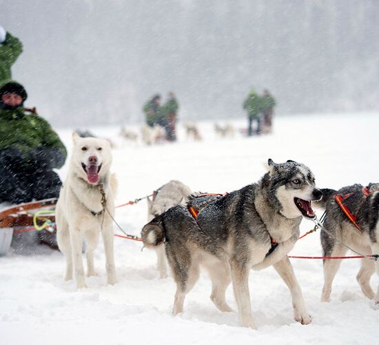 Weekend trip with Huskies and Northern Lights © grano beckasin
