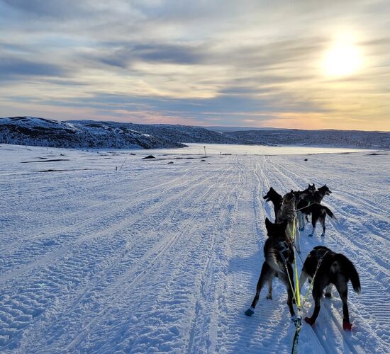 Husky tour in the Swedish taiga © korpkullen huskies
