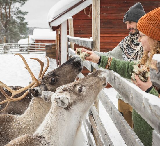 Short Reindeer Experience © Harriniva