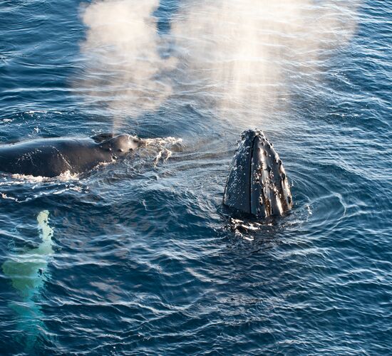 Svalbard circumnavigation - In the realm of the polar bears © Spitzbergen