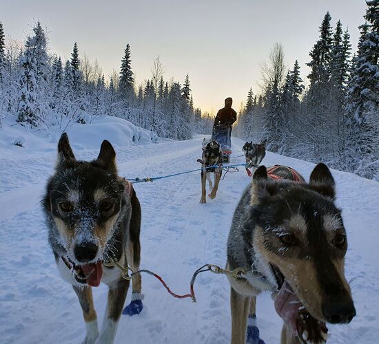 Hundeschlitten Expedition Vindelfjällens © Matthias Schärer