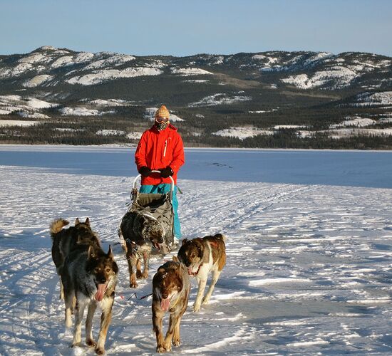 Wildnistour mit Huskys im Yukon