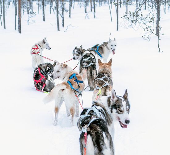 Weihnachts- und Silvesterspezial mit Huskys und Rentieren © frosty trails