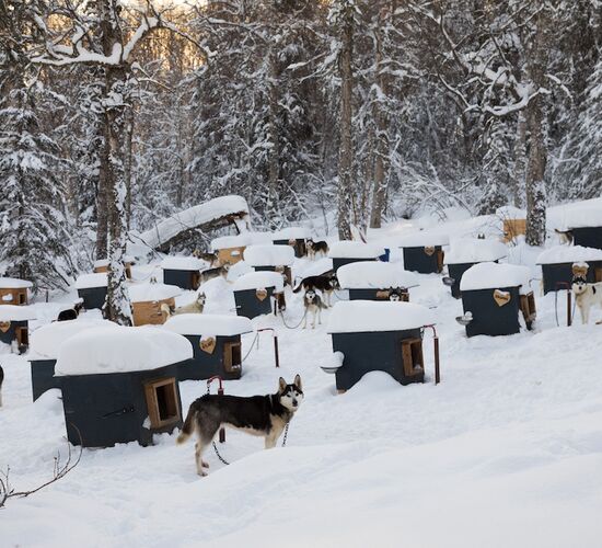 Husky-Abenteuer in der Wildnis Alaskas © arctic dog adventure co