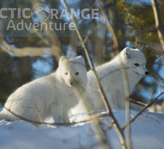 Over the ice road and to the Arctic Sea © Arctic Range Adventures