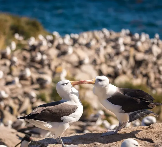 Pinguine des fernen Südens: Falklandinseln, Südgeorgien und Antarktis © pinguine des fernen suedens