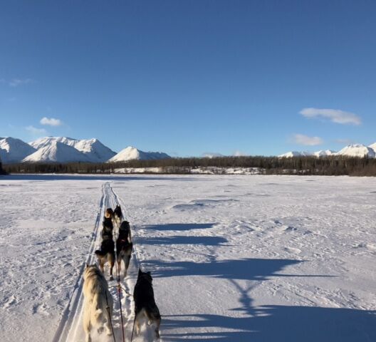 Husky sledding in the Yukon © Mount LoganLodge