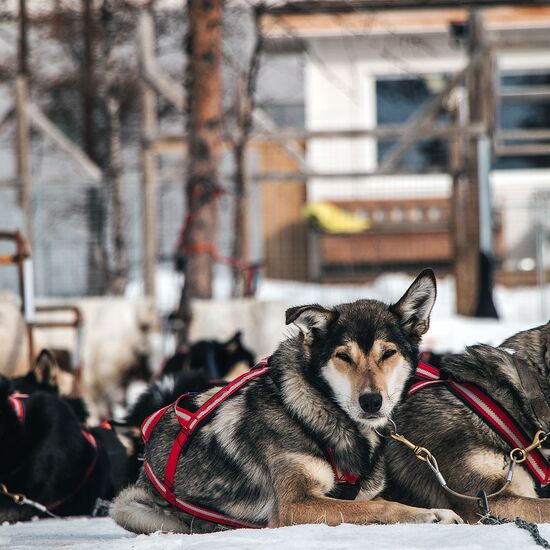 Best of Lapland