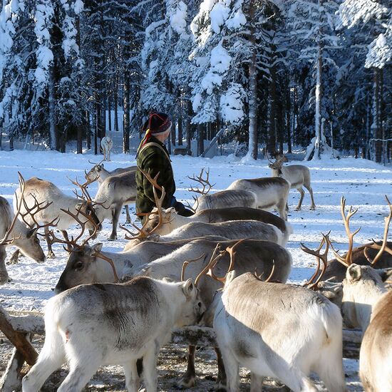 Winter holidays with huskies and reindeer