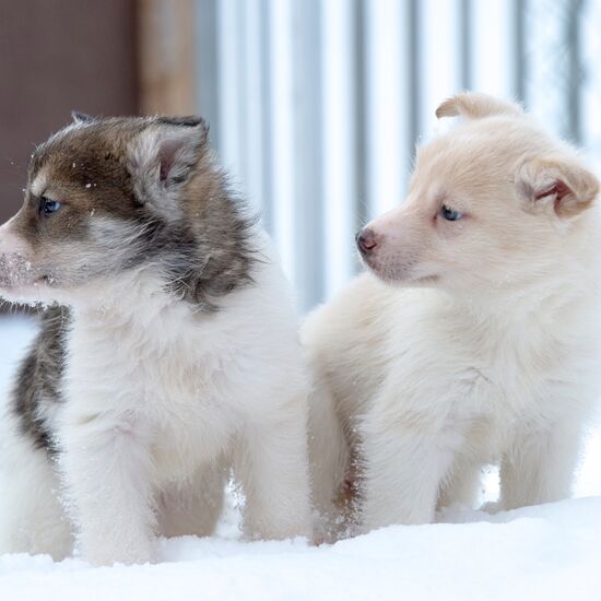 2 Tages Huskytour in Alta