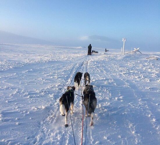 Personal dog sled tour in Sweden © Helags Huskys