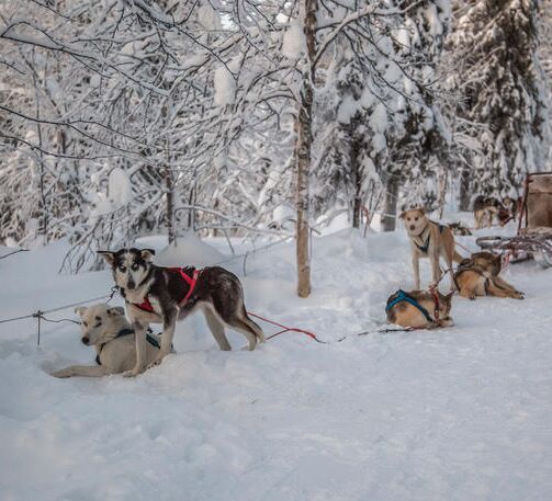 Bilder (67) Huskykompaniet