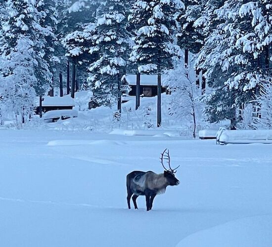 Northern Lights Trip to Swedish Lapland © sörbyn lodge