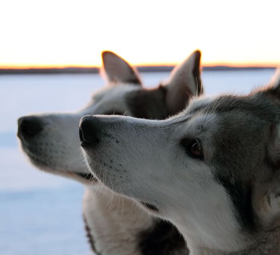 Kurzurlaub mit Polarlichtjagd © vuokatti safaris