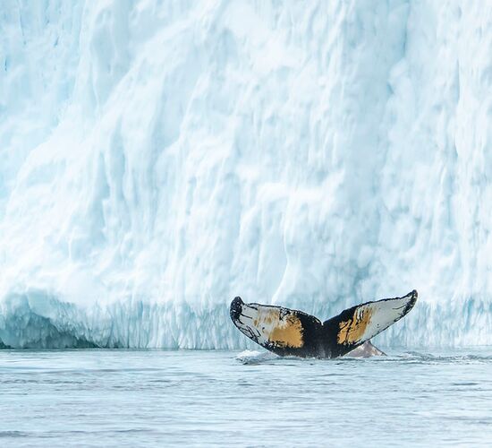 Svalbard: Northbound to the Midnight Sun © ultimate greenland adventure