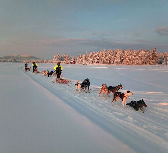 Winter expedition with huskies through Sweden's wilderness © whitehorizon