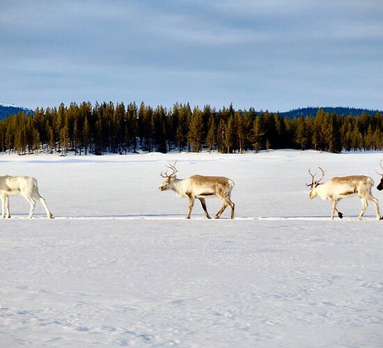Winterwoche mit Huskys in atemberaubender Natur © whitehorizon