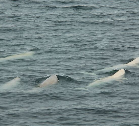 Spitzbergen – Nordostgrönland, Fliegen & Segeln © Arctic Summer