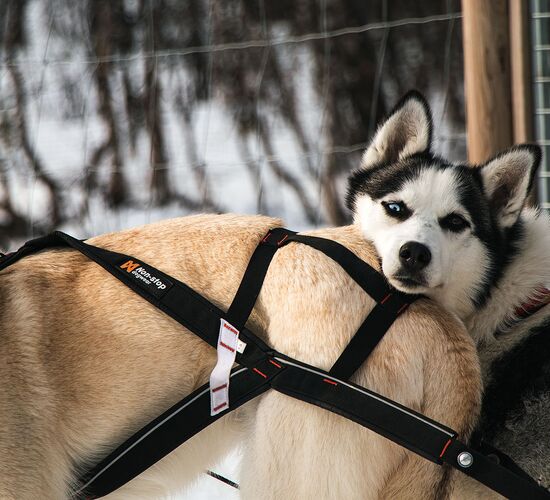 Winterabenteuer in Lappland © adventure lapland