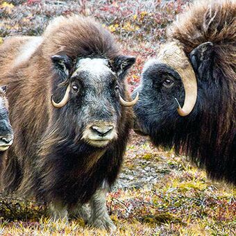 © complete east greenland