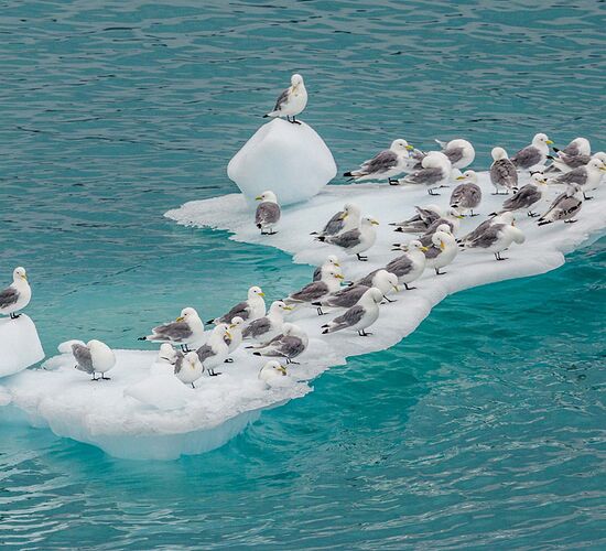 Eisbär-Express Spitzbergen: Das Packeis im Norden © ultimate greenland adventure