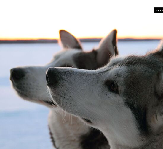 Wilderness sled dog tour Finland