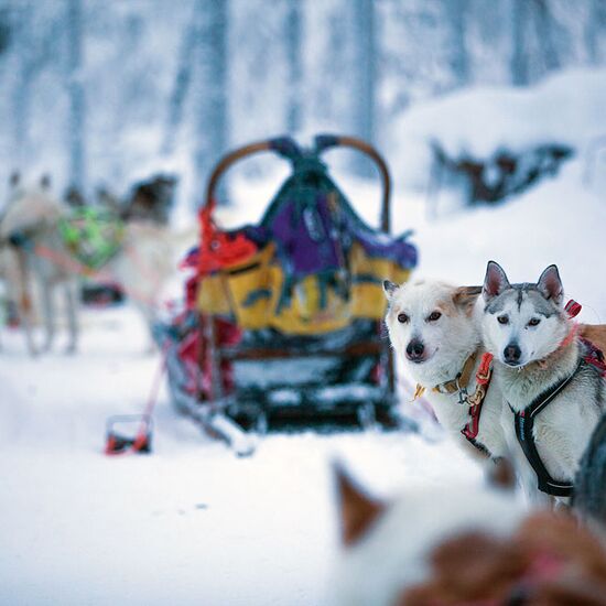 Holidays with a dogsled in Lapland