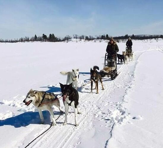 Pictures (43) Snowtrail Dogcamp