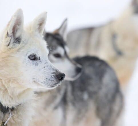 Wild & Luxury Dog Sledding © isosyoete