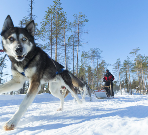 Weihnachten 2026 in Lappland © saija
