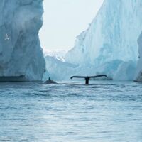 © ultimate greenland adventure