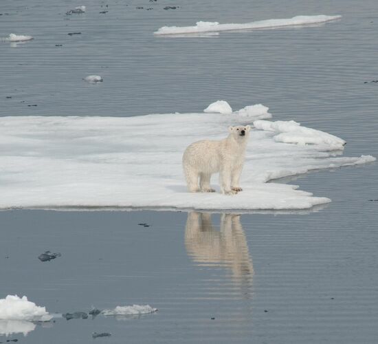 Nordostgrönland Extrem - Aurora Borealis & lange Wanderungen © Grönland