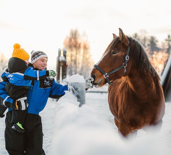 Horse Sleigh Ride under the Night Sky © apukka resort