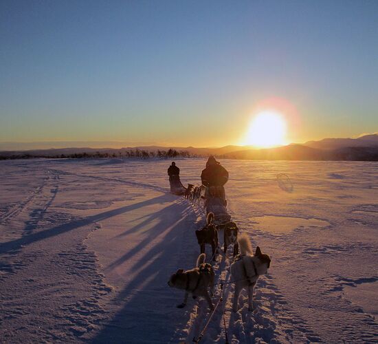 Hundeschlitten Expedition Vindelfjällens © petterkarlsson