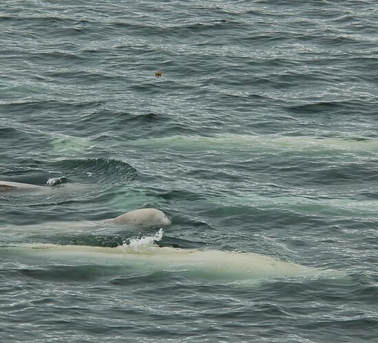 Around Spitsbergen - Arctic Summer © Nordspitzbergen