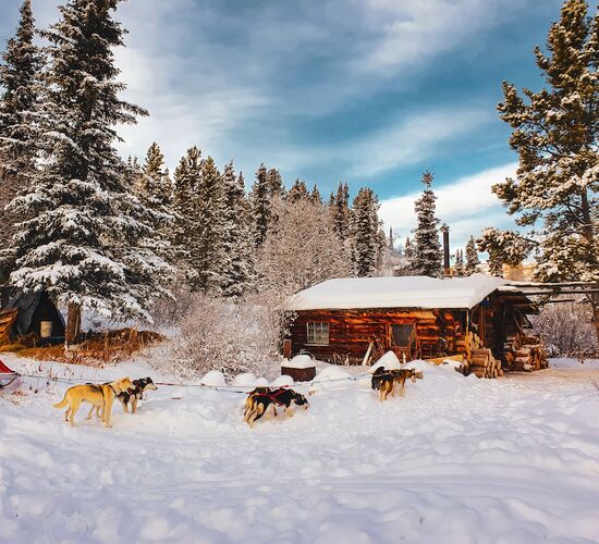Trapper Expedition with Huskies in Yukon © 23 24