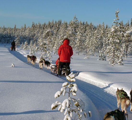 Huskyfarm holidays in Sweden © AuroraBorealisAdventures