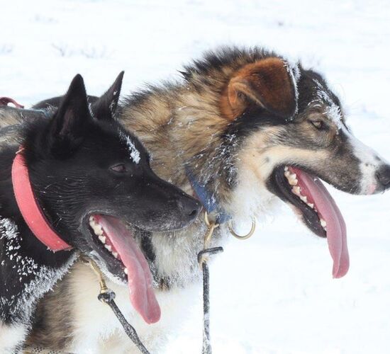 Persönliche Hundeschlittentour in Schweden © Helags Huskys