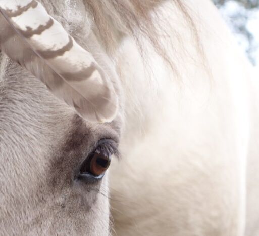 Anspruchsvolles Reiterabenteuer in Lappland © wilderness huskies siperia