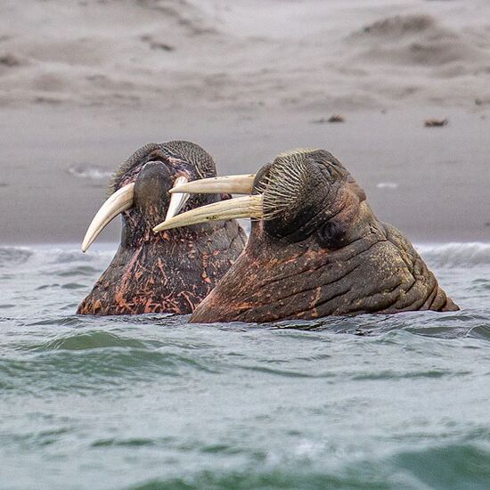 Vier arktische Inseln - Expedition ins ewige Eis © svalbard scotland circumnavigation and odysse