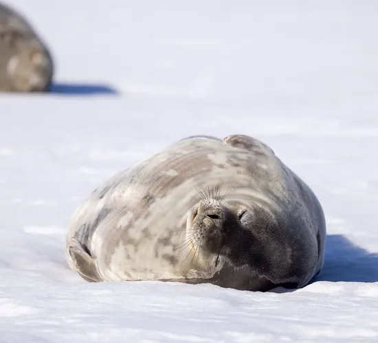 Pinguine des fernen Südens: Falklandinseln, Südgeorgien und Antarktis © pinguine des fernen suedens